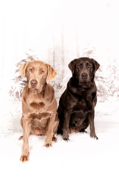 Maggy und Luna beim Weihnachtsshooting