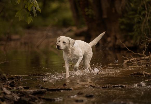 Cora beim Mantrailing